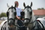 фијакеријада