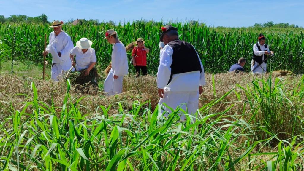 сајан-зетва-(4)