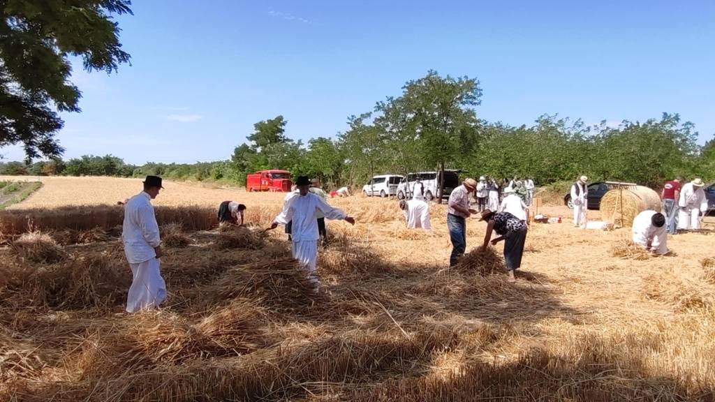 sajan-zetva-2025-(1)