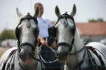 фијакеријада-(3)