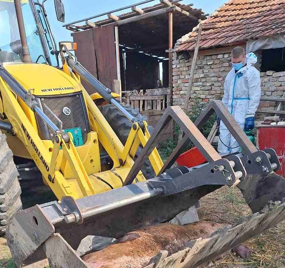 jp-sumnja-kuga-svinja-1