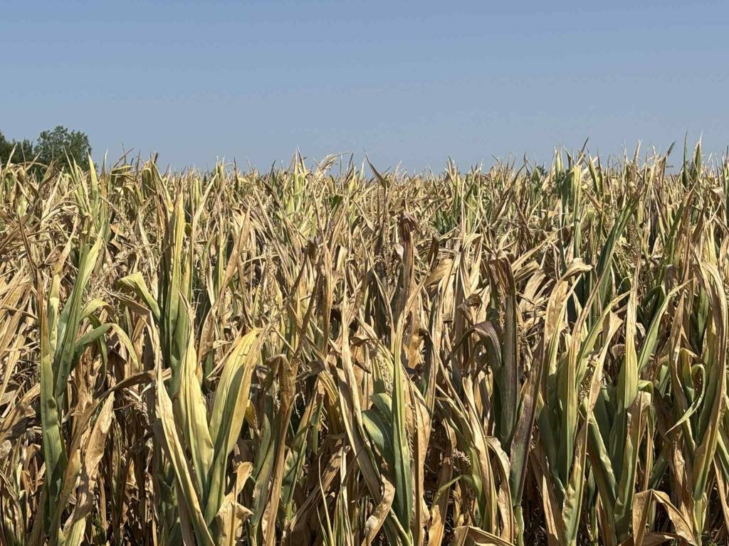 sunockret-kukuruz-avgust-2025-(5)
