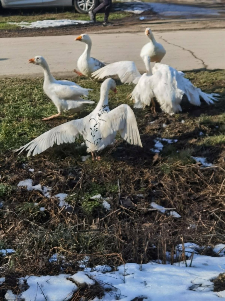 guskovi-januar-2026-(2)