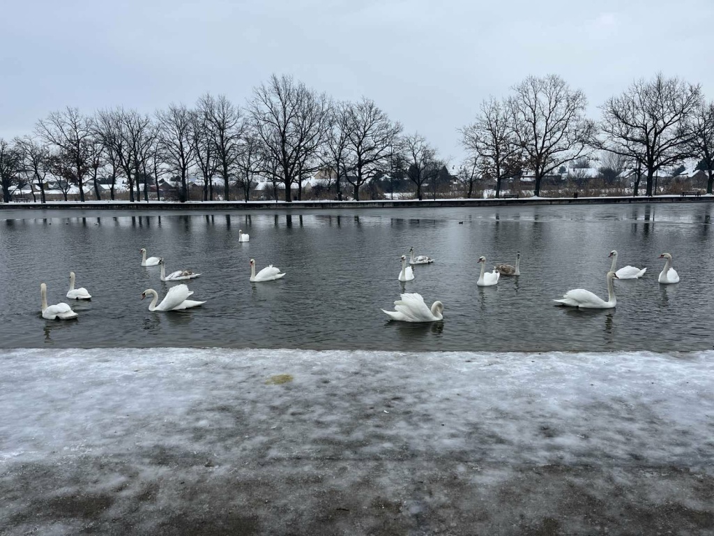 labudovi-staro-jezero-(2)