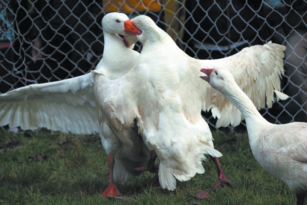 гусани-финале-(1)-(1)