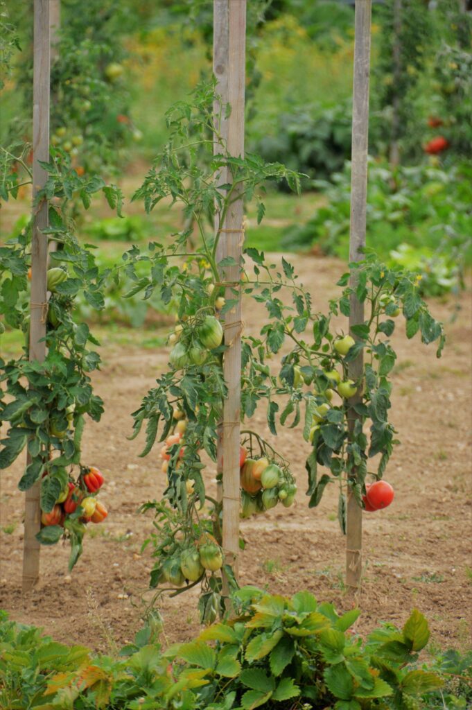 viviane6276-vegetable-garden-4497702