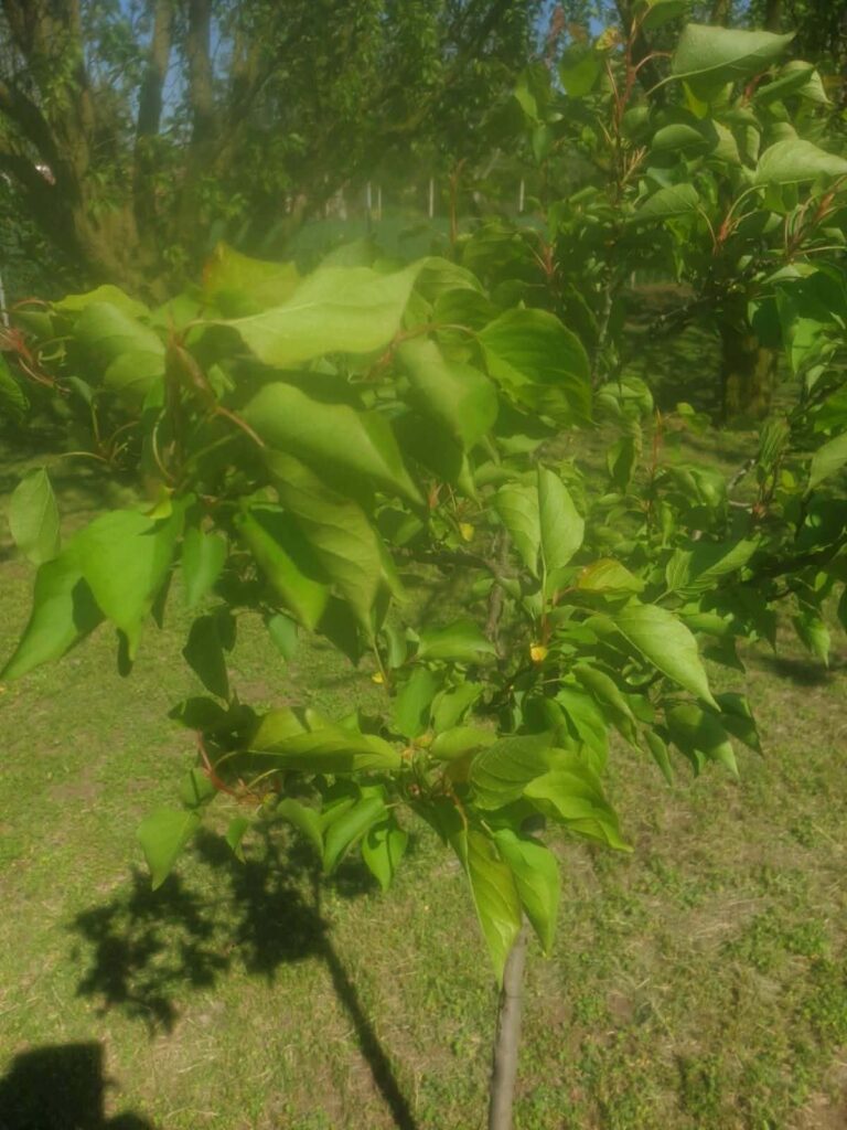 Воћари, након три катастрофалне године, ове могу да се надају неком роду